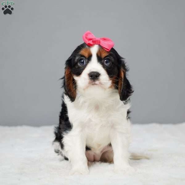 Cora, Cavalier King Charles Spaniel Puppy